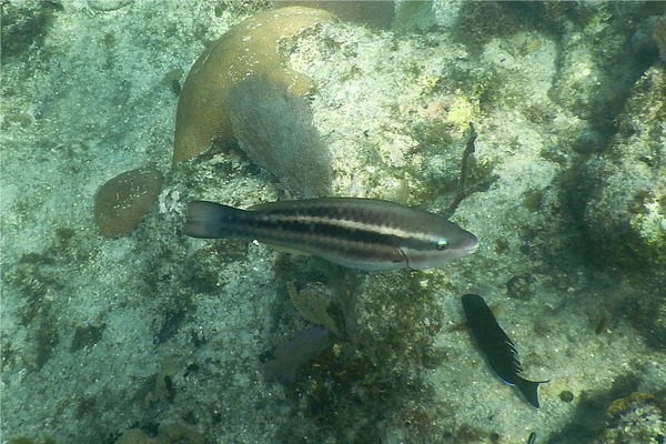 Parrotfish - Queen Parrotfish Parrotfish - Queen Parrotfish