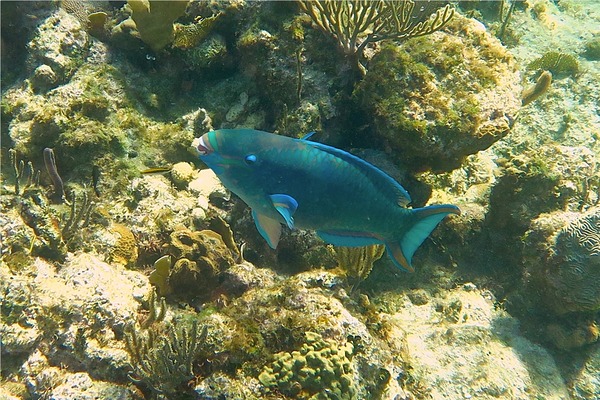 Parrotfish - Queen Parrotfish Parrotfish - Queen Parrotfish