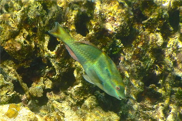 Parrotfish - Redband Parrotfish Parrotfish - Redband Parrotfish