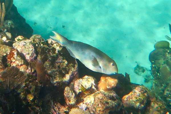 Parrotfish - Yellowtail Parrotfish