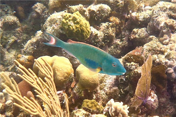 Parrotfish - Redtail Parrotfish