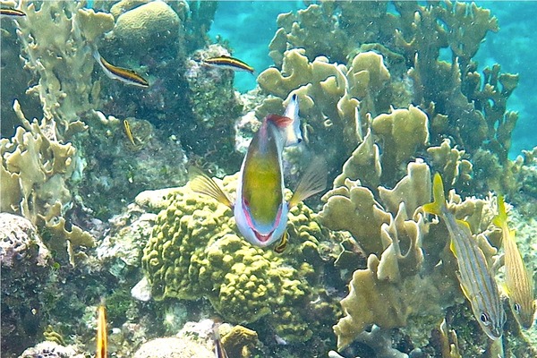 Parrotfish - Redband Parrotfish Parrotfish - Redband Parrotfish