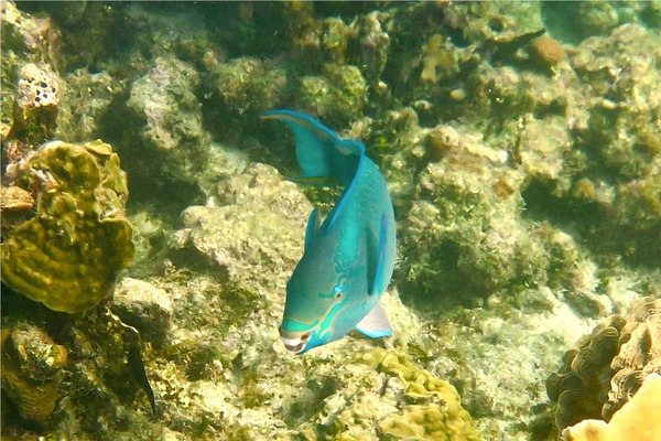 Parrotfish - Queen Parrotfish Parrotfish - Queen Parrotfish