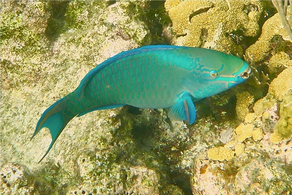 Parrotfish - Queen Parrotfish Parrotfish - Queen Parrotfish
