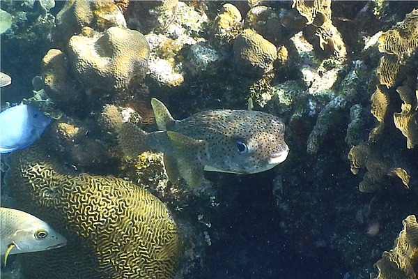 Porcupinefish - Porcupinefish