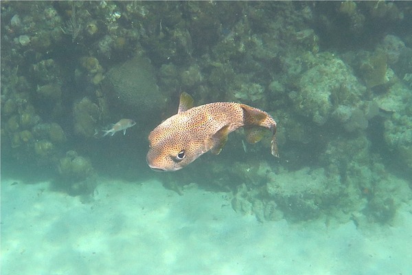 Porcupinefish - Porcupinefish