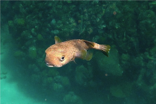 Porcupinefish - Porcupinefish