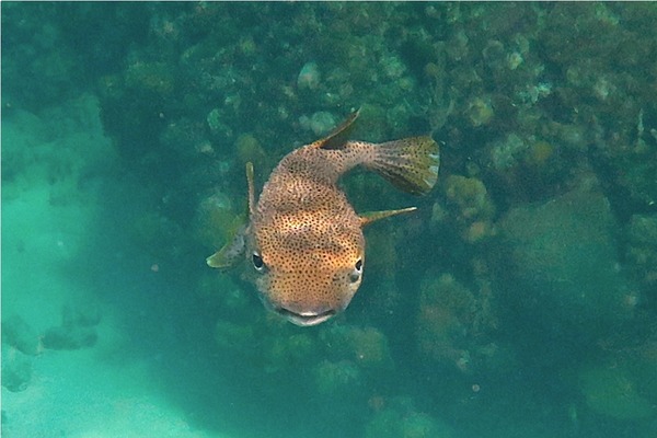 Porcupinefish - Porcupinefish