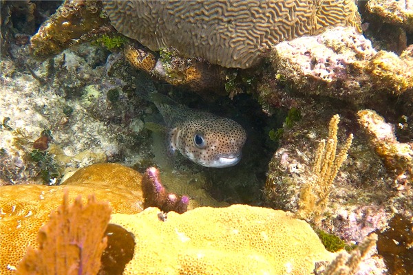 Porcupinefish - Porcupinefish