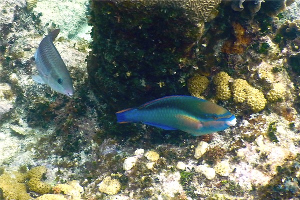 Parrotfish - Princess Parrotfish