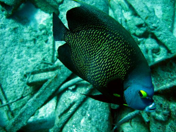 Angelfish - French Angelfish