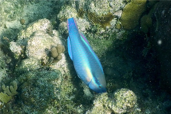 Parrotfish - Princess Parrotfish