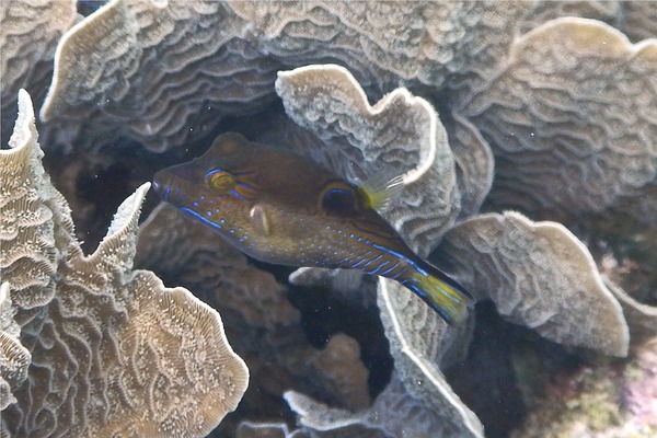 Pufferfish - Sharpnose Puffer Pufferfish - Sharpnose Puffer