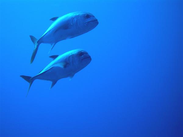 Jacks - Giant Trevally