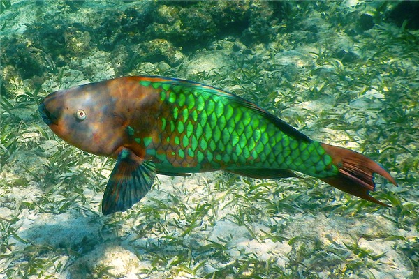 Parrotfish - Rainbow Parrotfish Parrotfish - Rainbow Parrotfish