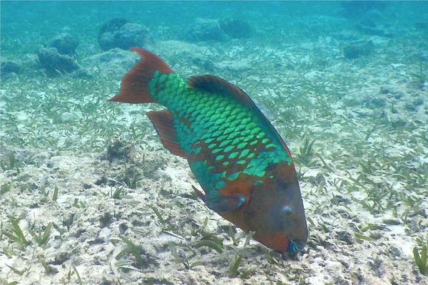 Parrotfish - Rainbow Parrotfish Parrotfish - Rainbow Parrotfish