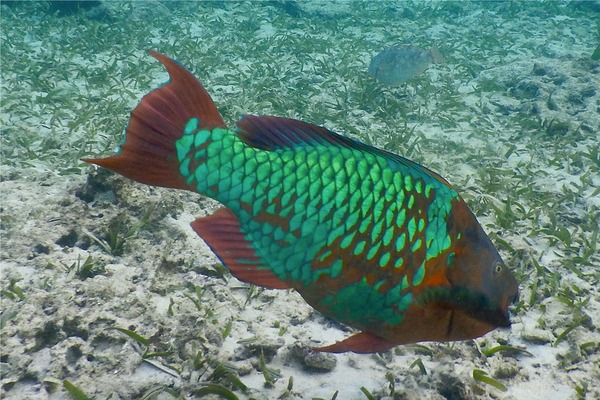 Parrotfish - Rainbow Parrotfish Parrotfish - Rainbow Parrotfish