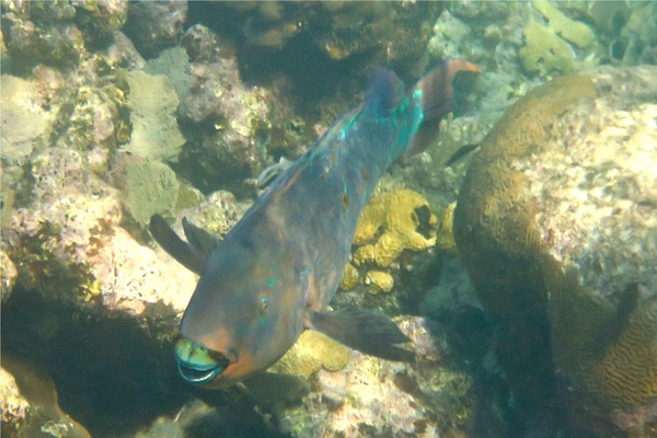 Parrotfish - Rainbow Parrotfish Parrotfish - Rainbow Parrotfish