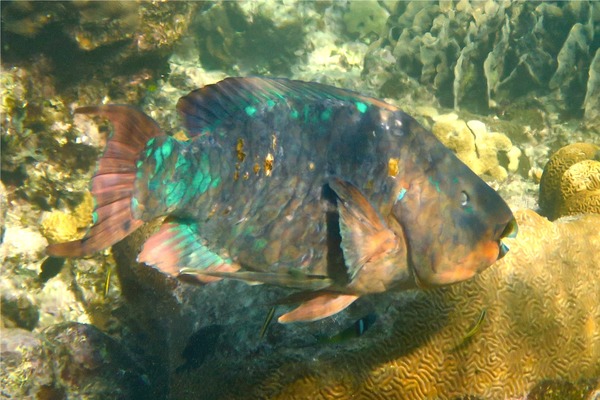 Parrotfish - Rainbow Parrotfish Parrotfish - Rainbow Parrotfish