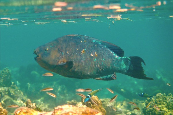 Parrotfish - Rainbow Parrotfish Parrotfish - Rainbow Parrotfish
