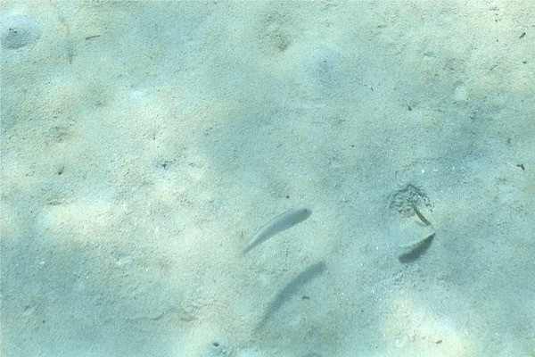 Razorfish - Rosy Razorfish Razorfish - Rosy Razorfish