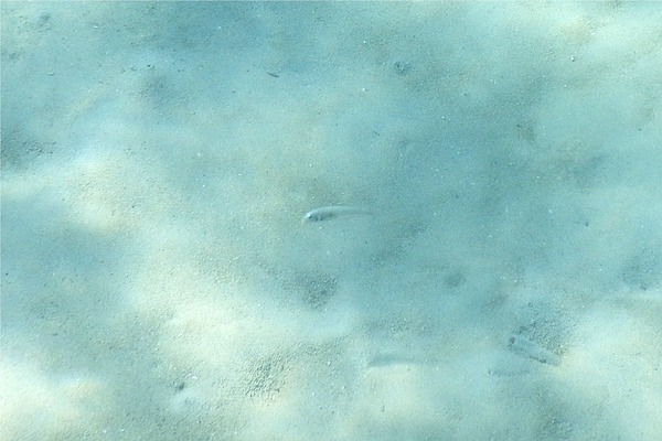 Razorfish - Rosy Razorfish Razorfish - Rosy Razorfish