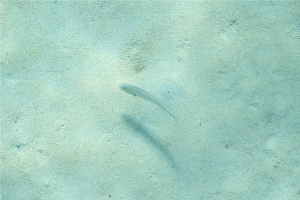 Razorfish - Rosy Razorfish