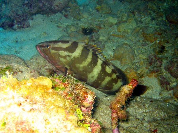 Groupers - Nassau Grouper