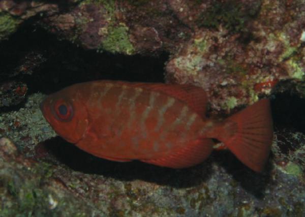 Bigeyes - Glasseye Snapper