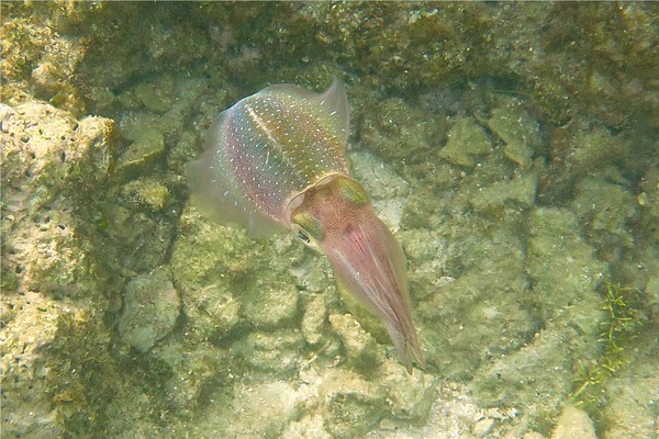 Squid - Caribbean Reef Squid Squid - Caribbean Reef Squid