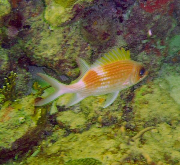 Squirrelfish - Common Squirrelfish