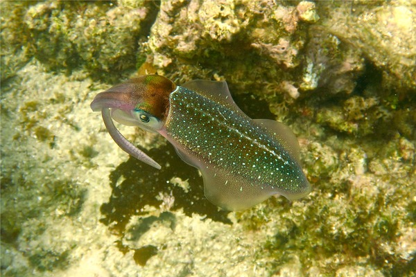 Squid - Caribbean Reef Squid Squid - Caribbean Reef Squid