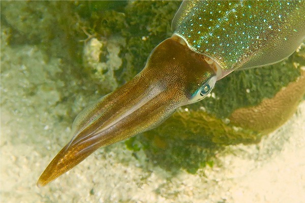 Squid - Caribbean Reef Squid Squid - Caribbean Reef Squid