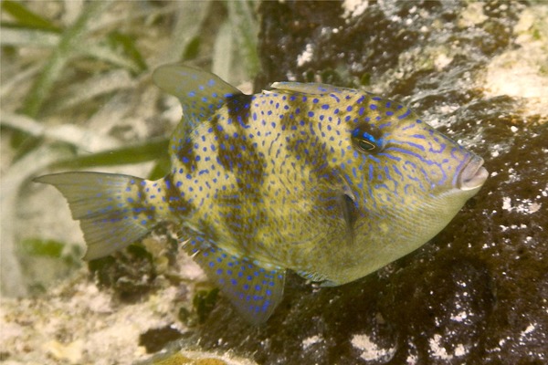 Triggerfish - Gray Triggerfish Triggerfish - Gray Triggerfish