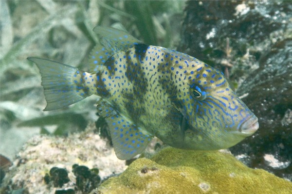 Triggerfish - Gray Triggerfish