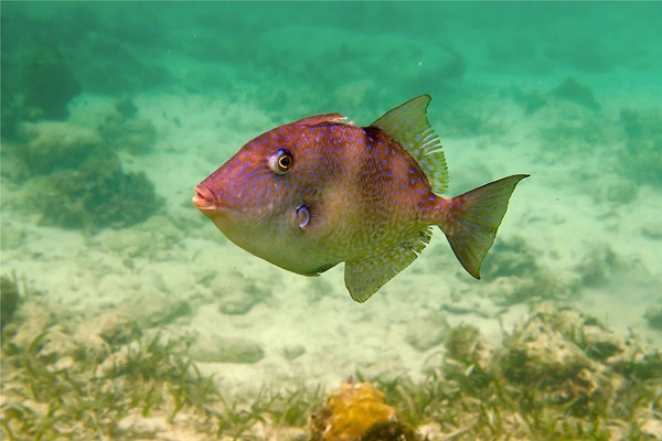 Triggerfish - Gray Triggerfish Triggerfish - Gray Triggerfish
