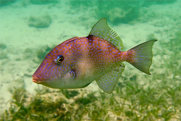 Triggerfish - Gray Triggerfish Triggerfish - Gray Triggerfish