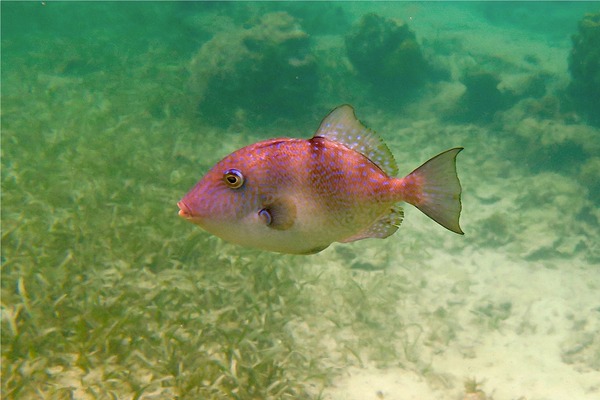 Triggerfish - Gray Triggerfish Triggerfish - Gray Triggerfish