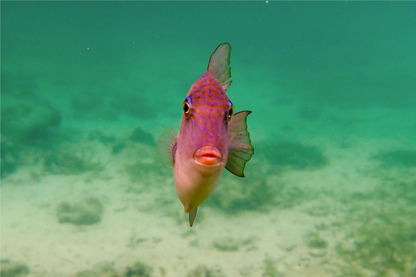 Triggerfish - Gray Triggerfish Triggerfish - Gray Triggerfish