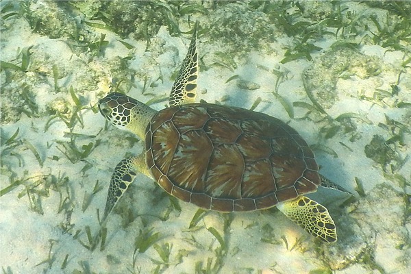 Turtle - Hawksbill Turtle