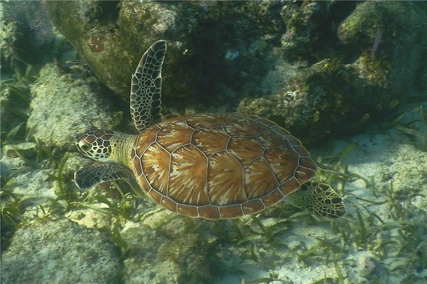 Turtle - Hawksbill Turtle Turtle - Hawksbill Turtle