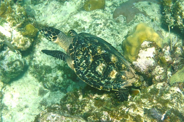 Turtle - Hawksbill Turtle