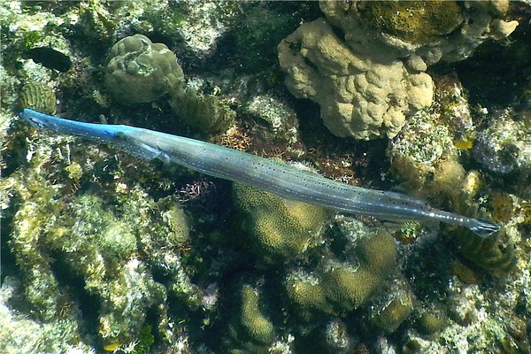 Trumpetfish - Trumpetfish