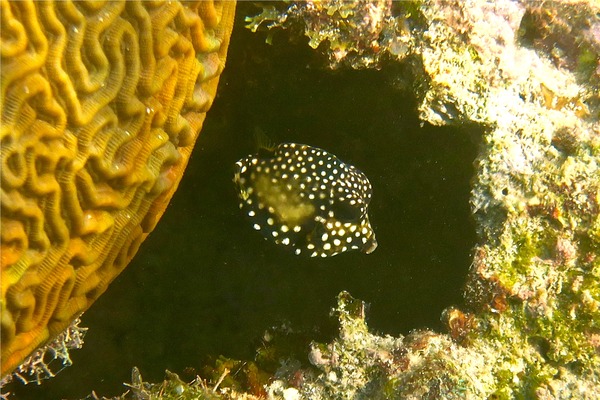 Trunkfish - Smooth Trunkfish Trunkfish - Smooth Trunkfish
