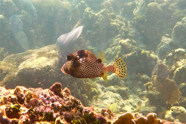 Trunkfish - Spotted Trunkfish