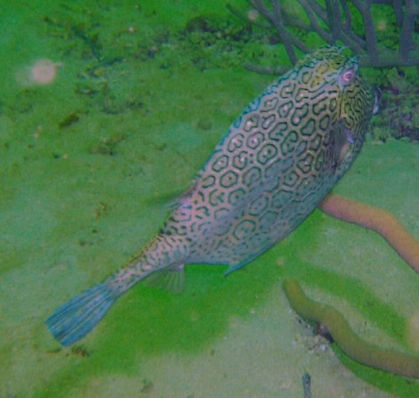 Trunkfish - Honeycomb Cowfish