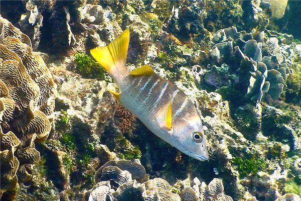 Snappers - Schoolmaster Snappers - Schoolmaster