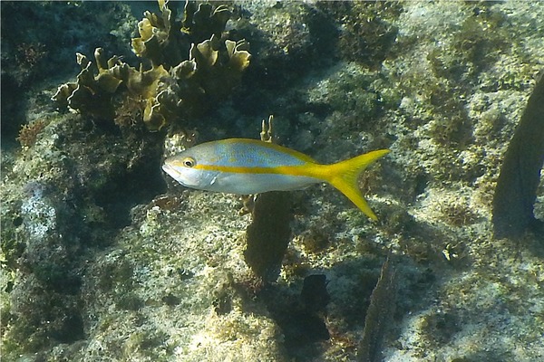 Snappers - Yellowtail Snapper