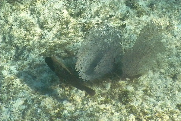 Groupers - Graysby Groupers - Graysby