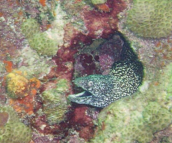 Moray - Spotted Moray